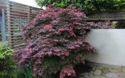 Oregon Sunset Japanese Maple (Acer Palmatum) - 2 Gallon Pot -Garden Plant Seeds Japanese Maple Oregon Sunset 1