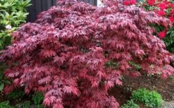 Oregon Sunset Japanese Maple (Acer Palmatum) - 2 Gallon Pot -Garden Plant Seeds Japanese Maple Oregon Sunset 4