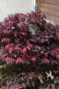 Oregon Sunset Japanese Maple (Acer Palmatum) - 2 Gallon Pot -Garden Plant Seeds Japanese Maple Oregon Sunset 5