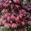 Oregon Sunset Japanese Maple (Acer Palmatum) - 2 Gallon Pot -Garden Plant Seeds Japanese Maple Oregon Sunset 7