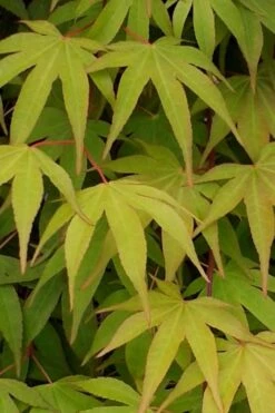 Osakazuki Japanese Maple - 2 Gallon Pot -Garden Plant Seeds Japanese Maple Osakazuki 5 2