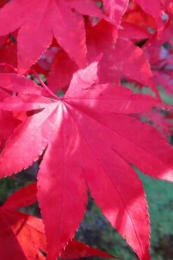 Osakazuki Japanese Maple - 5 Gallon Pot -Garden Plant Seeds Japanese Maple Osakazuki 6 3
