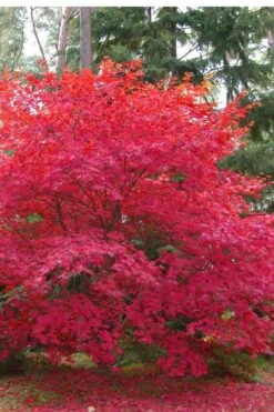 Osakazuki Japanese Maple - 5 Gallon Pot -Garden Plant Seeds Japanese Maple Osakazuki 7 3