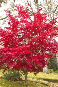 Osakazuki Japanese Maple - 5 Gallon Pot -Garden Plant Seeds Japanese Maple Osakazuki 8 3