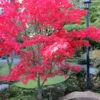 Osakazuki Japanese Maple - 5 Gallon Pot -Garden Plant Seeds Japanese Maple Osakzuki 1 3