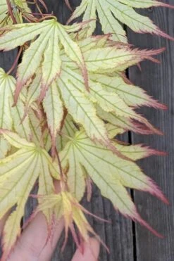 Peaches And Cream Japanese Maple - 3 Gallon Pot 13 Peaches And Cream Japanese Maple - 3 Gallon Pot -Garden Plant Seeds Japanese Maple Peaches And Cream 1