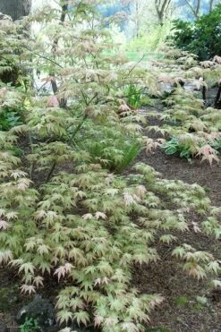 Peaches And Cream Japanese Maple - 3 Gallon Pot 16 Peaches And Cream Japanese Maple - 3 Gallon Pot -Garden Plant Seeds Japanese Maple Peaches And Cream 3