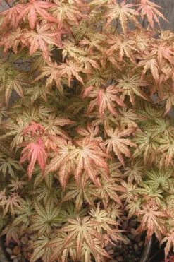 Peaches And Cream Japanese Maple - 3 Gallon Pot 14 Peaches And Cream Japanese Maple - 3 Gallon Pot -Garden Plant Seeds Japanese Maple Peaches And Cream 8
