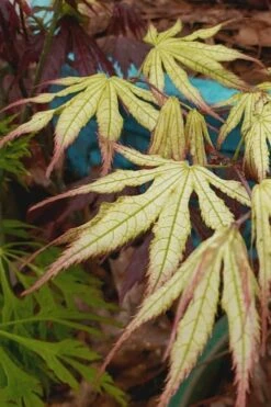 Peaches And Cream Japanese Maple - 3 Gallon Pot 17 Peaches And Cream Japanese Maple - 3 Gallon Pot -Garden Plant Seeds Japanese Maple Peaches And Cream 9