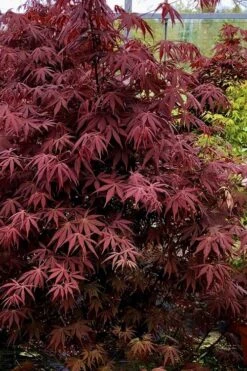 Pixie Dwarf Red Japanese Maple - 2 Gallon Pot -Garden Plant Seeds Japanese Maple Pixie Dwarf 9