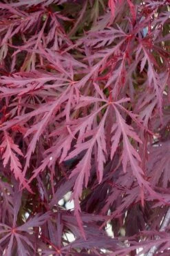 Red Dragon Dwarf Japanese Maple - 1 Gallon Pot -Garden Plant Seeds Japanese Maple Red Dragon 11 2