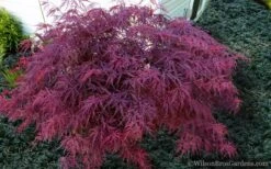 Red Dragon Dwarf Japanese Maple - 5 Gallon Pot -Garden Plant Seeds Japanese Maple Red Dragon 21