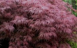 Red Dragon Dwarf Japanese Maple - 1 Gallon Pot -Garden Plant Seeds Japanese Maple Red Dragon 3 2