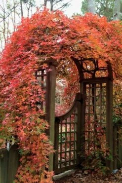 Ryusen Weeping Japanese Maple - 3 Gallon Pot -Garden Plant Seeds Japanese Maple Ryusen 2