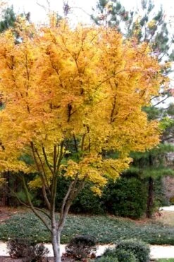 Sango Kaku Coral Bark Japanese Maple - 1 Gallon Pot -Garden Plant Seeds Japanese Maple Sango Kaku 31