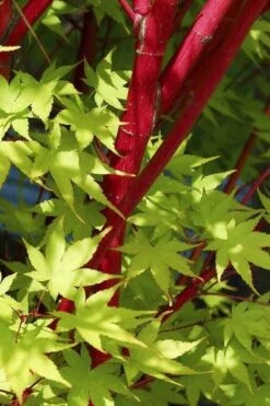 Sango Kaku Coral Bark Japanese Maple - 1 Gallon Pot -Garden Plant Seeds Japanese Maple Sango Kaku 32