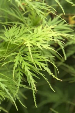 Seiryu Japanese Maple - 5 Gallon Pot -Garden Plant Seeds Japanese Maple Seiryu 22 1