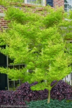 Seiryu Japanese Maple - 5 Gallon Pot -Garden Plant Seeds Japanese Maple Seiryu 23 1