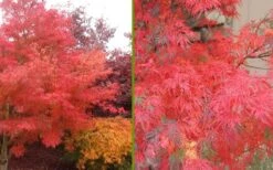 Seiryu Japanese Maple - 5 Gallon Pot -Garden Plant Seeds Japanese Maple Seiryu Fall Color 1