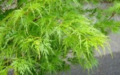 Seiryu Japanese Maple - 2 Gallon Pot -Garden Plant Seeds Japanese Maple Seiryu Spring Color