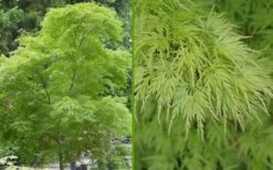 Seiryu Japanese Maple - 5 Gallon Pot -Garden Plant Seeds Japanese Maple Seiryu Summer Color 1