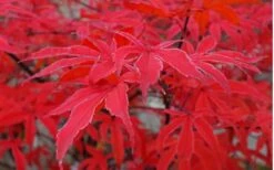 Shirazz Japanese Maple - 1 Gallon Pot -Garden Plant Seeds Japanese Maple Shirazz 10