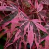 Shirazz Japanese Maple - 1 Gallon Pot -Garden Plant Seeds Japanese Maple Shirazz 12
