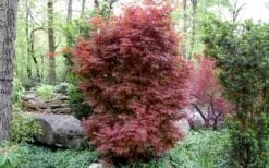 Skeeter's Broom Japanese Maple - 2 Gallon Pot -Garden Plant Seeds Japanese Maple Skeeters Broom