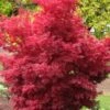 Skeeter's Broom Japanese Maple - 2 Gallon Pot -Garden Plant Seeds Japanese Maple Skeeters Broom 500x750 1
