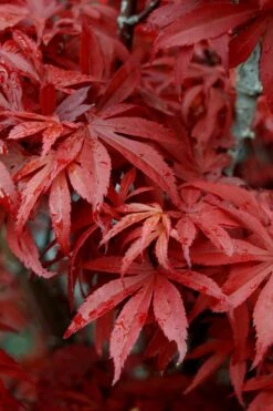 Skeeter's Broom Japanese Maple - 2 Gallon Pot -Garden Plant Seeds Japanese Maple Skeeters Broom 6
