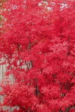 Skeeter's Broom Japanese Maple - 2 Gallon Pot -Garden Plant Seeds Japanese Maple Skeeters Broom 7