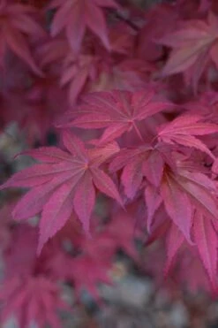 Skeeter's Broom Japanese Maple - 2 Gallon Pot -Garden Plant Seeds Japanese Maple Skeeters Broom 8