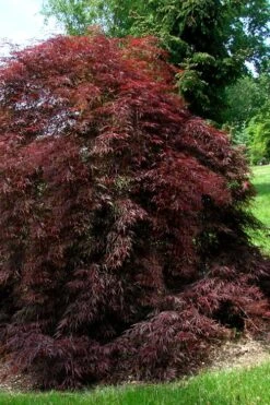 Tamukeyama Dwarf Red Japanese Maple - 3 Gallon Pot -Garden Plant Seeds Japanese Maple Tamukeyama 10 2