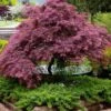 Tamukeyama Dwarf Red Japanese Maple - 3 Gallon Pot -Garden Plant Seeds Japanese Maple Tamukeyama 11 1