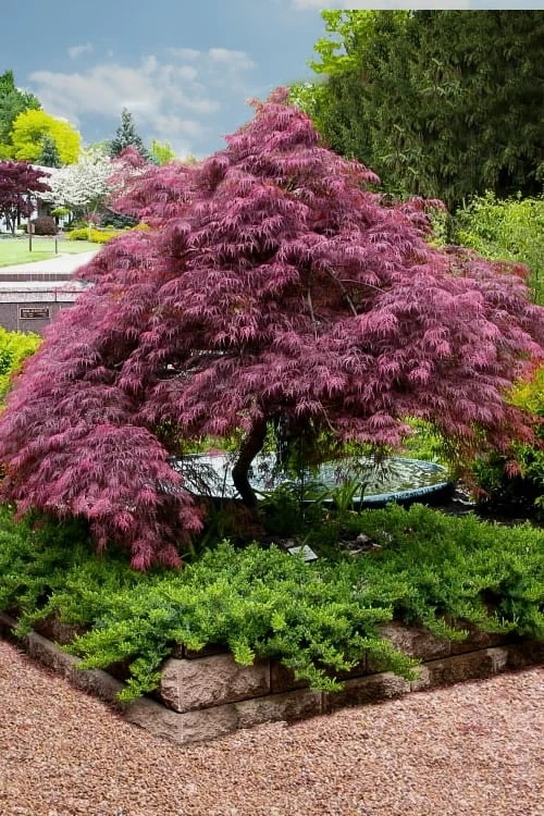 Tamukeyama Dwarf Red Japanese Maple - 5 Gallon Pot (High Grafted Tree Form) 8 Tamukeyama Dwarf Red Japanese Maple - 5 Gallon Pot (High Grafted Tree Form) - Image 6