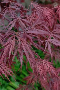Tamukeyama Dwarf Red Japanese Maple - 5 Gallon Pot (High Grafted Tree Form) 11 Tamukeyama Dwarf Red Japanese Maple - 5 Gallon Pot (High Grafted Tree Form) -Garden Plant Seeds Japanese Maple Tamukeyama 13 3