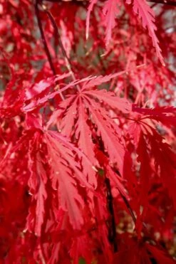 Tamukeyama Dwarf Red Japanese Maple - 3 Gallon Pot -Garden Plant Seeds Japanese Maple Tamukeyama 14 2
