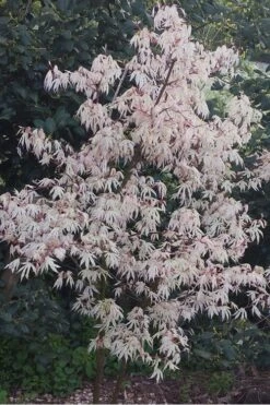 Ukigumo Floating Cloud Ghost Japanese Maple - 3 Gallon Pot (3-3.5') -Garden Plant Seeds Japanese Maple Ukigumo Floating Cloud 15