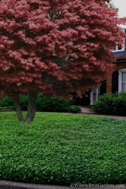 Asian Jasmine - Asiatic Jasmine - 1 Gallon Pot -Garden Plant Seeds Jasmine Asian 21