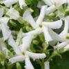 Confederate Jasmine Vine (Trachelospermum Jasminoides) - 1 Gallon Pot -Garden Plant Seeds Jasmine Confederate 500x750 1