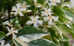 Variegated Confederate Jasmine - Trachelospermum Jasminoides - 3 Gallon Pot -Garden Plant Seeds Jasmine Confederate Variegated Flowers