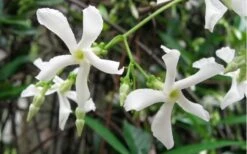 Star Jasmine Vine (Trachelospermum Jasminoides) - 3 Gallon Pot -Garden Plant Seeds Jasmine Confederate Vine 1
