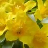 Duet Yellow Jasmine (Jessamine) - 2 Gallon Pot -Garden Plant Seeds Jasmine Duet 7