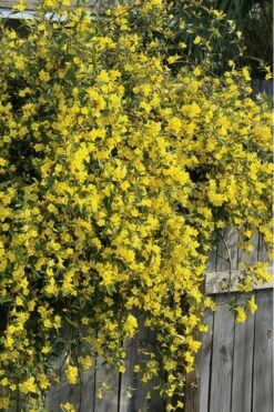 Duet Yellow Jasmine (Jessamine) - 2 Gallon Pot -Garden Plant Seeds Jasmine Duet 8