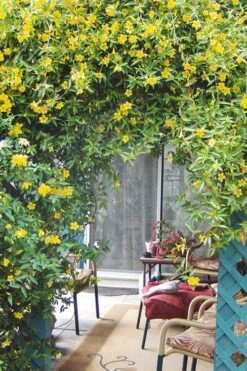 Duet Yellow Jasmine (Jessamine) - 2 Gallon Pot -Garden Plant Seeds Jasmine Duet 9