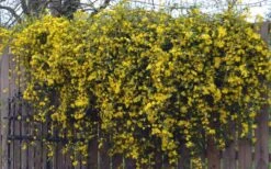 Duet Yellow Jasmine (Jessamine) - 2 Gallon Pot -Garden Plant Seeds Jasmine Duet On Fence