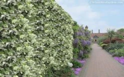 Variegated Confederate Jasmine - Trachelospermum Jasminoides - 3 Gallon Pot -Garden Plant Seeds Jasmine Variegated Confederate 11