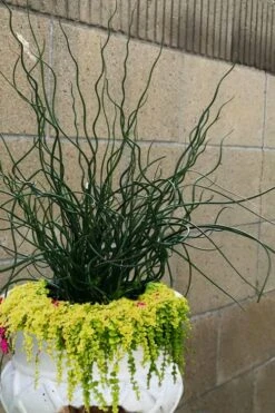 Big Twister Giant Corkscrew Rush (Juncus Effusus) - 1 Gallon Pot 13 Big Twister Giant Corkscrew Rush (Juncus Effusus) - 1 Gallon Pot -Garden Plant Seeds Juncus Big Twister 12