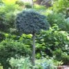 Blue Star Juniper Tree (Single Trunk Topiary) - 2 Gallon Pot