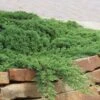 Green Mound Juniper - 1 Gallon Pot -Garden Plant Seeds Juniper Green Mound 10 2